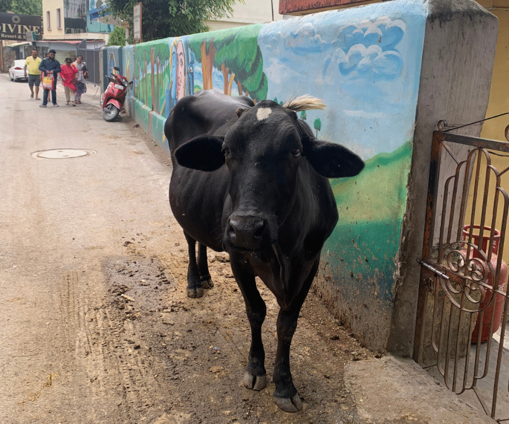 cow outside of the leper colony