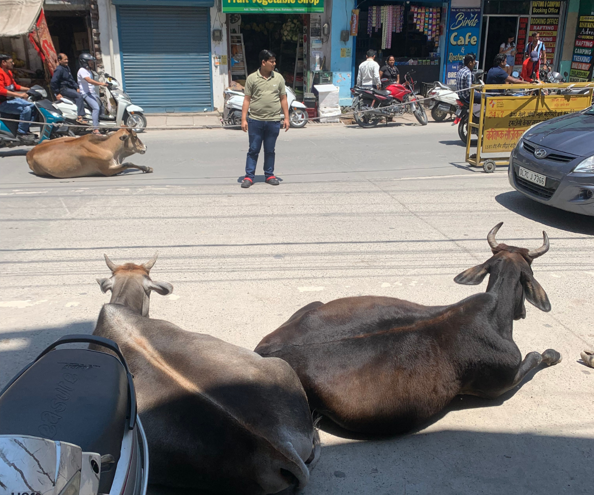 Cows lounging in the middle of a busy street in Tapovan, India while scooters and cars pass by