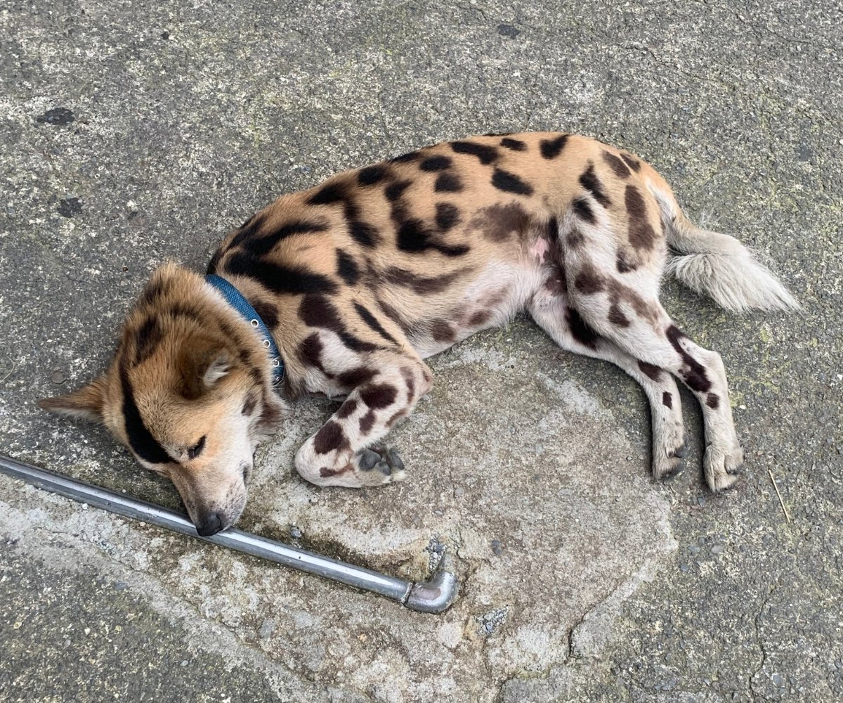 Stray dog with  leopard spots sleeping on a concrete road