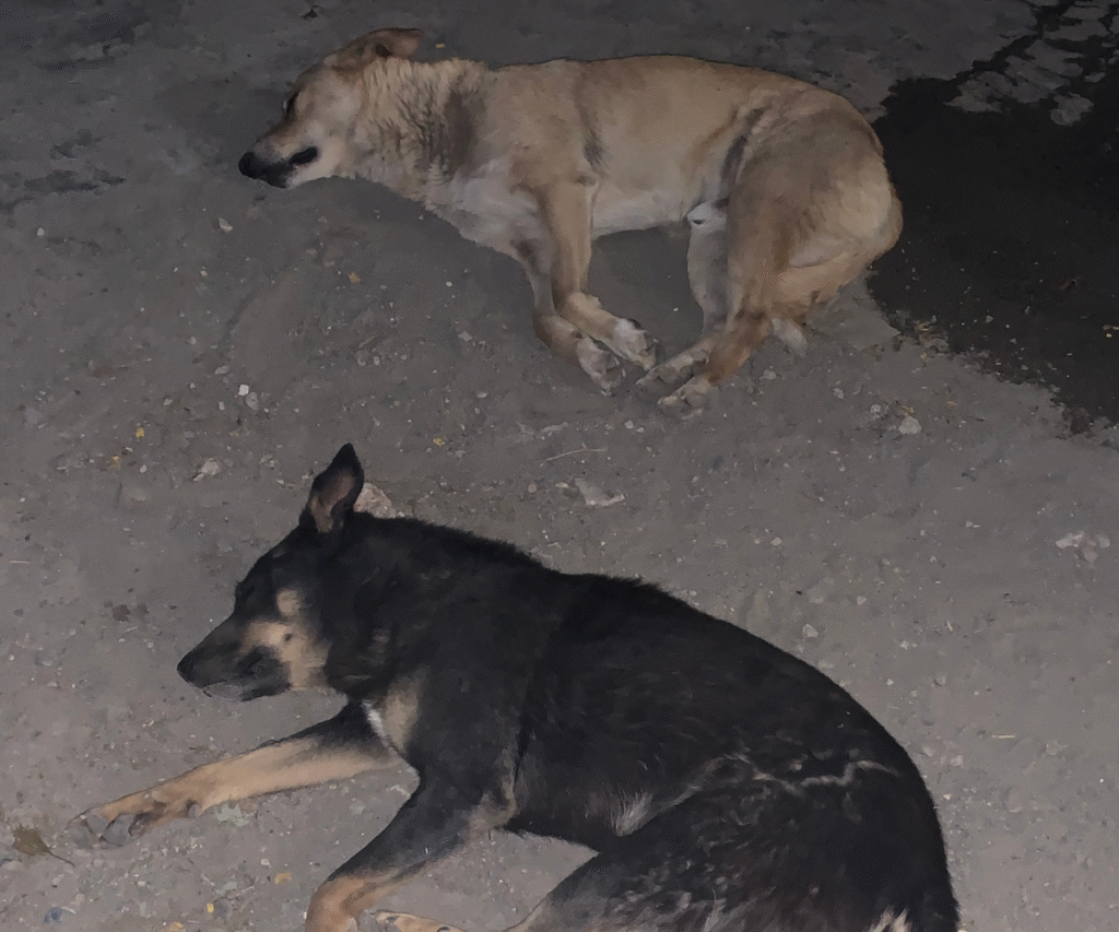 sleeping-street-dogs-tapovan Two street dogs sleeping peacefully on the dirt in Tapovan, Rishikesh at night