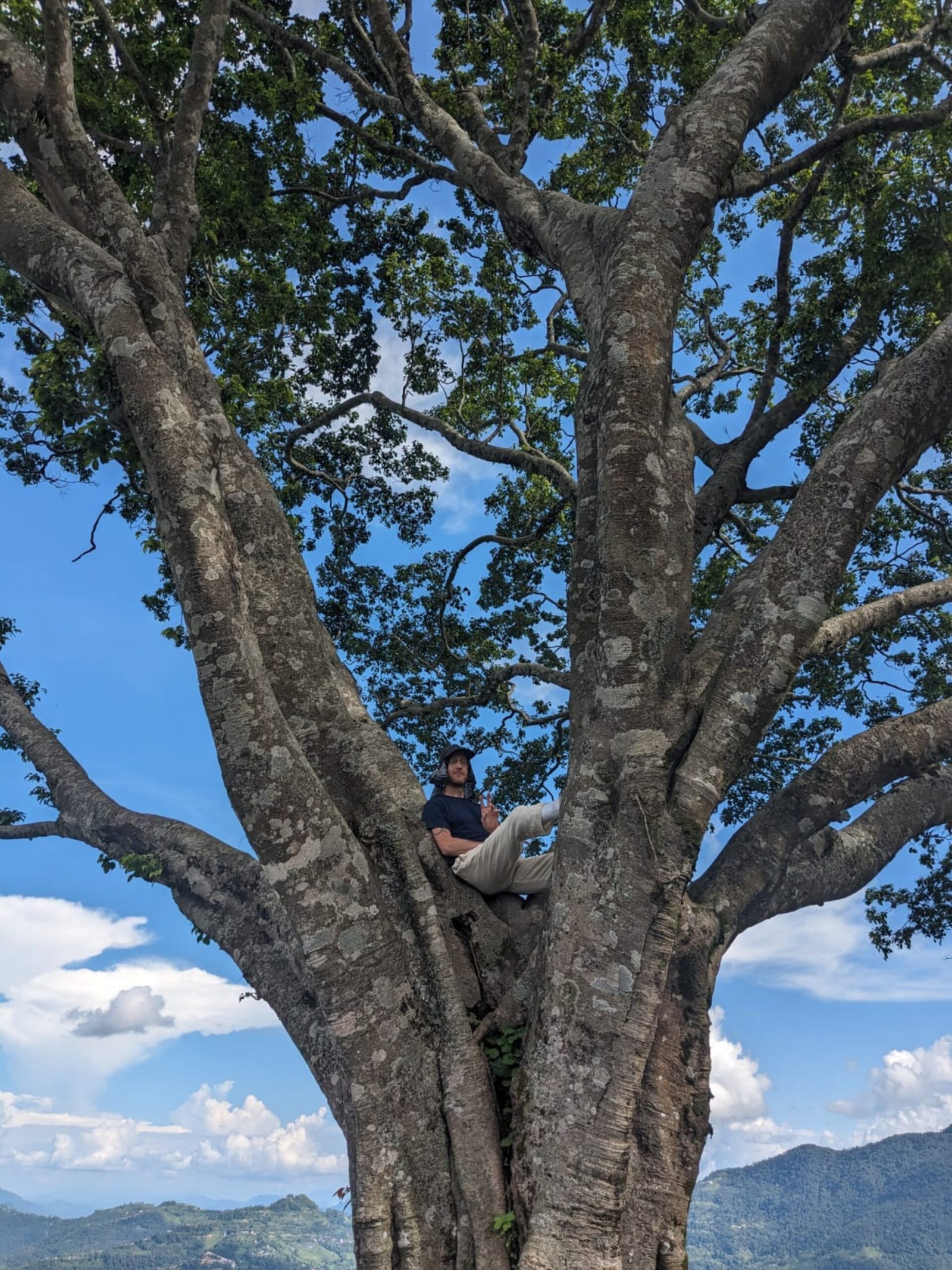 Man sitting peacefully in the branches of a massive tree with mountains in the background in Pokhara, Nepal