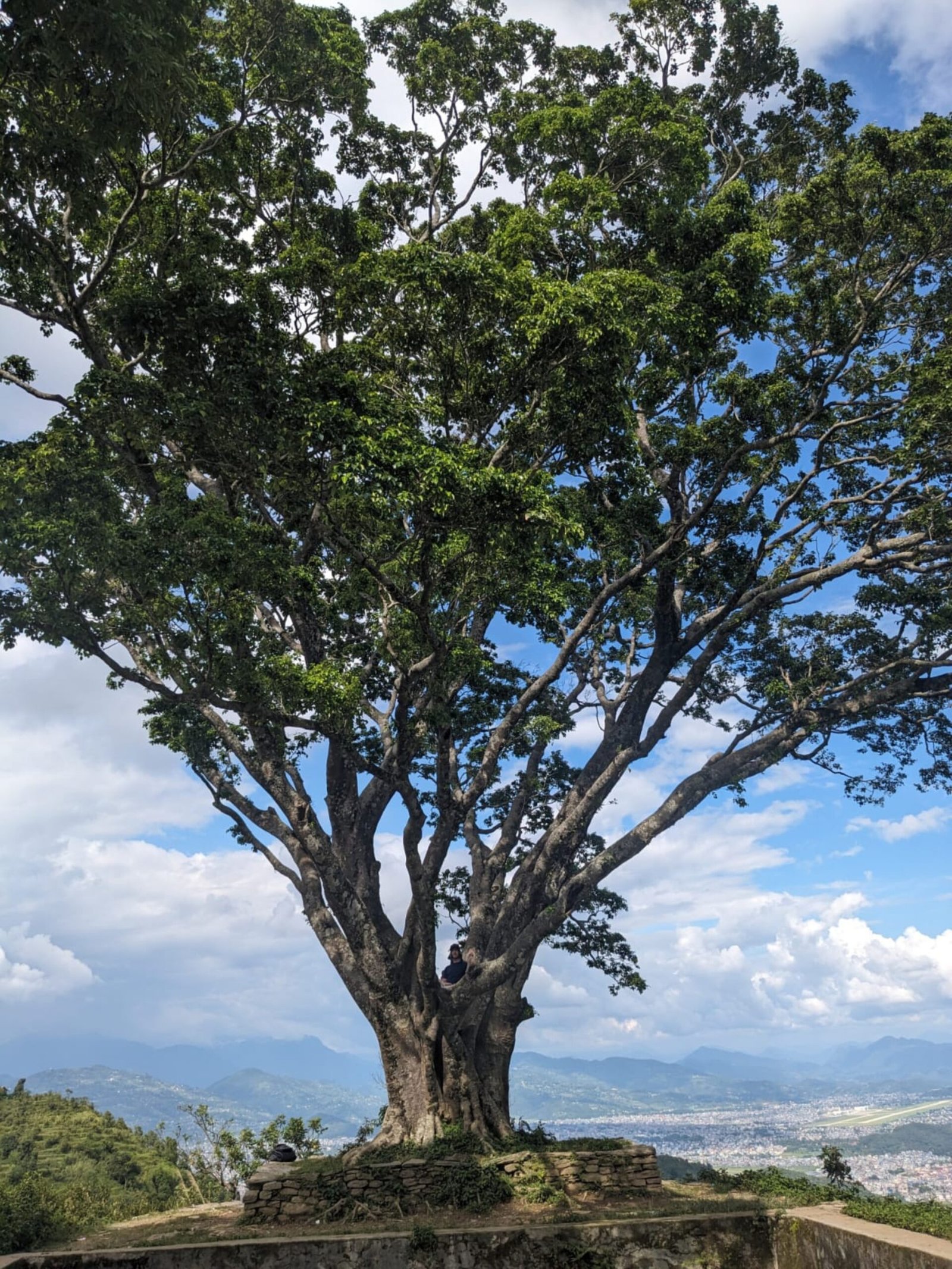Large tree with expansive canopy growing on a mountaintop platform overlooking Pokhara valley