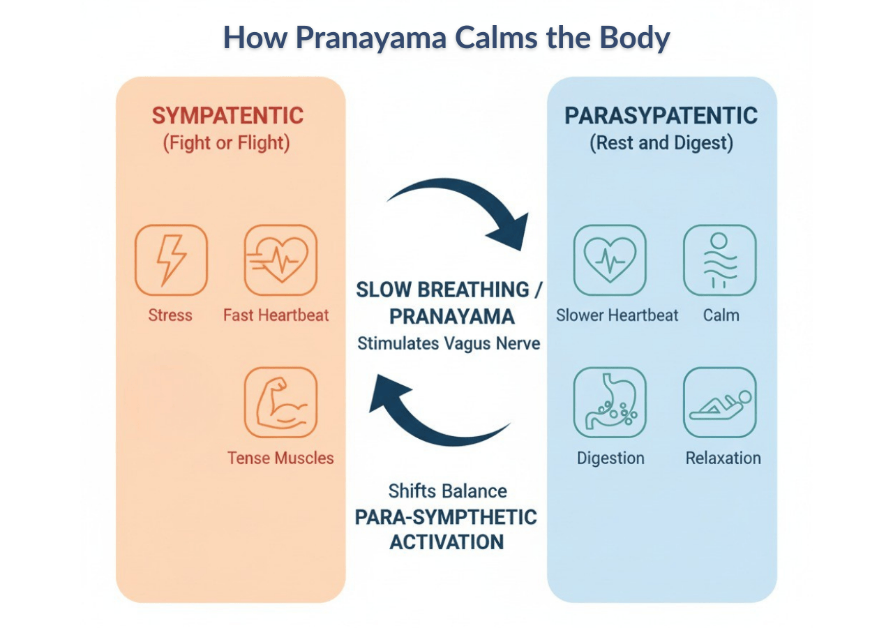 pranayama-science-vagus-nerve-diagram Diagram showing how pranayama calms the body by stimulating the vagus nerve, shifting from sympathetic to parasympathetic balance.